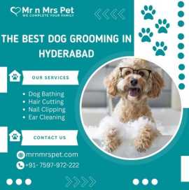 Best Dog Grooming at Home in Hyderabad, Hyderabad