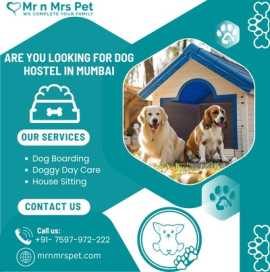 The Best Dog Hostel in Mumbai, Mumbai
