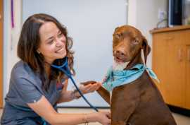 Sploot Veterinary Care - 9+CO, Denver