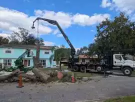 Tree Service Jax Fl, Jacksonville