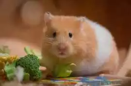 Small Pets Grooming in , Pune