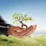 Brothers Cisco Tree Service, Penn Valley