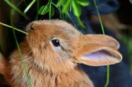 Small Pets Grooming in , Kolkata