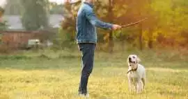 Dog Training, Mumbai