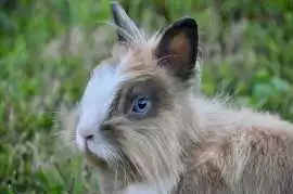 Small Pets Grooming in , Ahmedabad