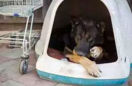 Dog Hostel In Mumbai, Mumbai