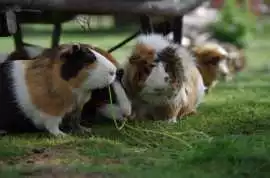 Small Pets Grooming in , Jaipur