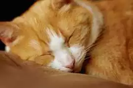 Cat Hostel in , Bengaluru