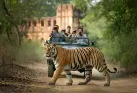 Jaipur Ranthambore Tour Discover Palaces Tigers , Jaipur