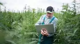 Cannabis Accounting Firms, Los Angeles