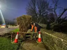 Looking for Expert Commercial Tree SurgeonsBelfast, $ 0