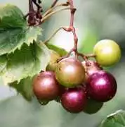 Create Your Own Vineyard with Hardy Muscadine Grap, $ 13