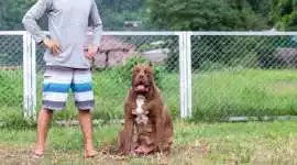 Dog Training, Pune