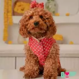 Perfect Shaadi Outfits for Pets, ₹ 1,500