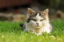 Cat Hostel in , Noida
