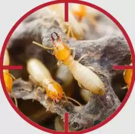 Termite Pest Control, Yagoona
