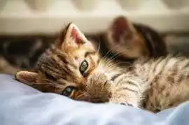 Cat Hostel in, Pune