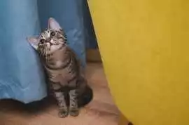 Cat Hostel in , Kolkata