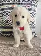Golden Retriever Puppies for Sale near Nashville, Nashville