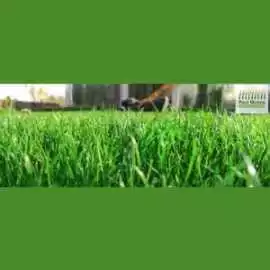 Professional Lawn Consultant Adelaide – Expert Adv, Hove