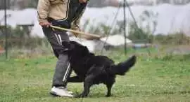 Dog Training, Kolkata