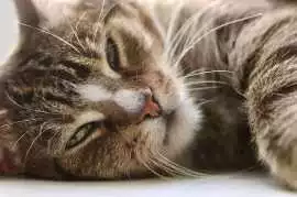 Cat Hostel in , Ahmedabad