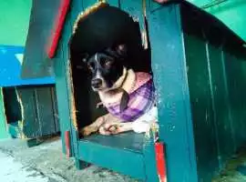 Dog Hostel, Kolkata