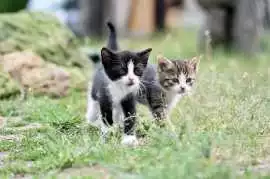 Cat Hostel in , Jaipur