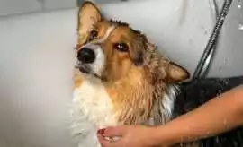Dog Grooming, Kolkata
