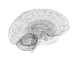 Want Psychology Courses That Truly Help?, Zaandam