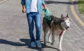 Dog Walking, Kolkata