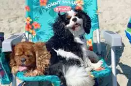 Pet Friendly Vacation Rental on Bald Head Island:), Southport