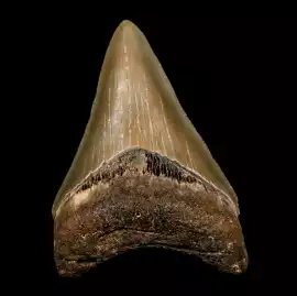 Authentic Megalodon Tooth –Own a Prehistoric Giant, $ 70