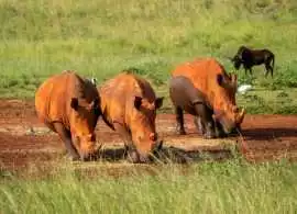 2 Day Kruger Safari from Johannesburg - Quick Wild, Cape Town