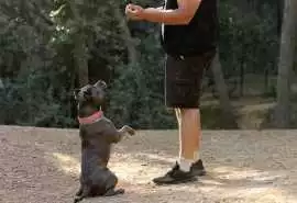 Dog Training, Ahmedabad