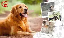 Gurgaon’s Best Dog Boarding – HappyPettings, Gurgaon