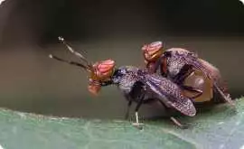 Bed Bug Exterminator in Northampton?, Leicester