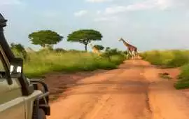 Explore Uganda’s Wildlife, Culture, and Scenic Won