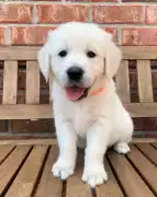 AKC Golden Retriever Puppies: Happy Companions, Nashville