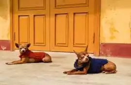 Dog Hostel, Ahmedabad