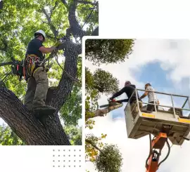 Tree service Coconut – miamitreecrew.com, Miami