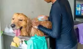 Dog Grooming, Ahmedabad