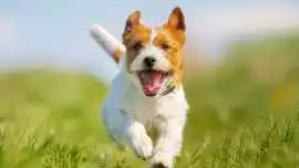Birdneck Animal Hospital, Virginia Beach