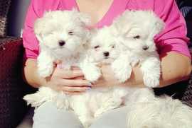 Beautiful Maltese Pups, Sydney