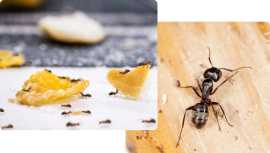 Cockroach Ants pest control in Springs Mira, Arabi, Dubai