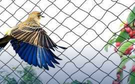 bird protection nets in Bangalore, Bengaluru