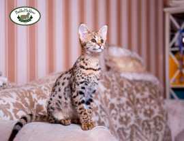 Savannah Kittens for Sale: Get Exotic Companions, $ 1