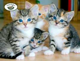 Discover Adorable Kittens for Sale, $ 1