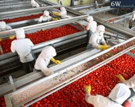 India Tomato Processing Market (2023-2029)   , New Delhi