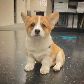 Pembroke Welsh Corgi Puppies for Sale, Hialeah